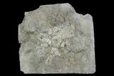 Fossil Crinoid (Zeacrinites) Plate - Alabama #122399-1